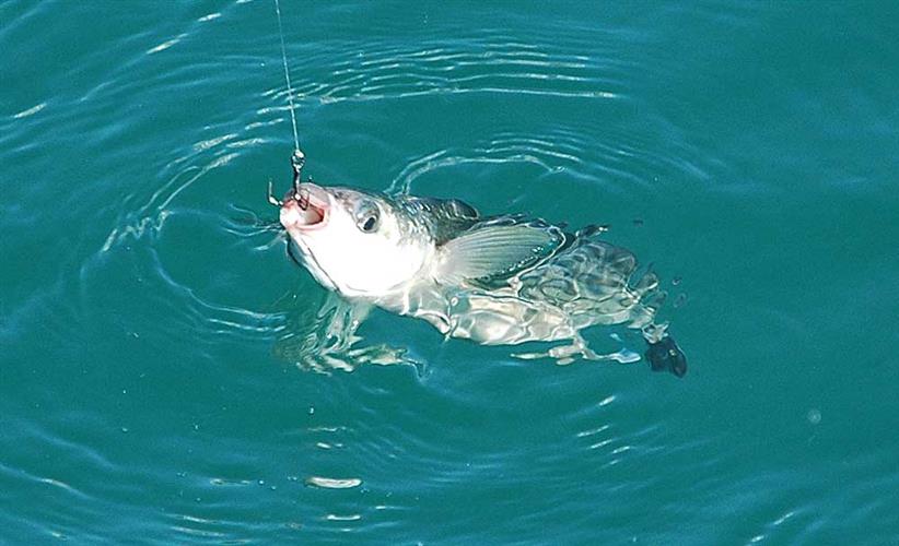 Το προεδρικό διάταγμα Π.Δ. 373/85 (Α' 131) «περί ερασιτεχνικής αλιείας και αθλητικής αλιείας»